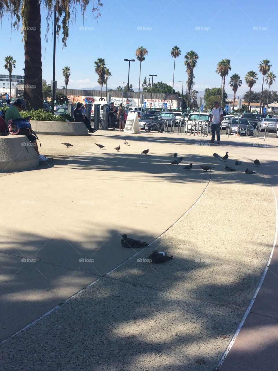 Pigeons 