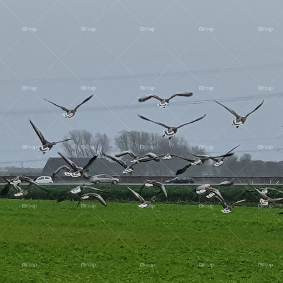 geese take off in the air.