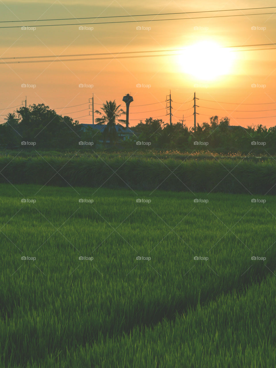 rice field and sunset