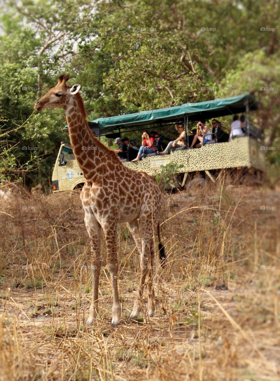 Safari vehicle pausing so passengers can watch a giraffe