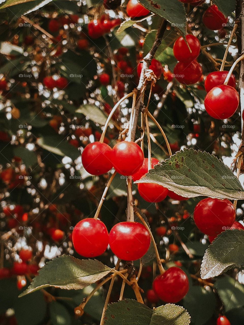 Ukrainian cherry