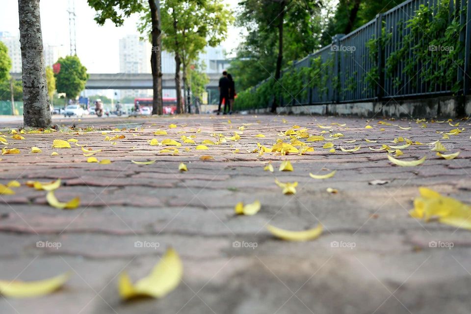 autumn in Ha Noi