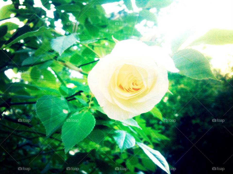 YELLOW LIGHTED ROSE