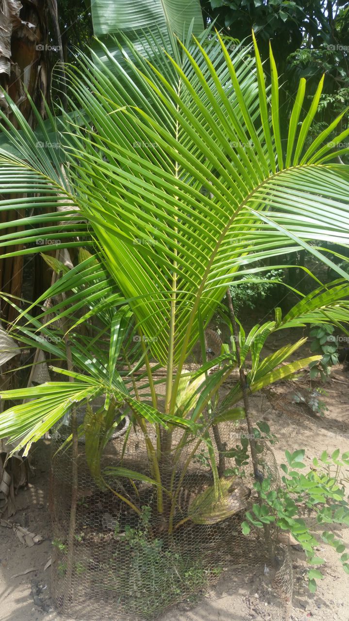 coconut plant
