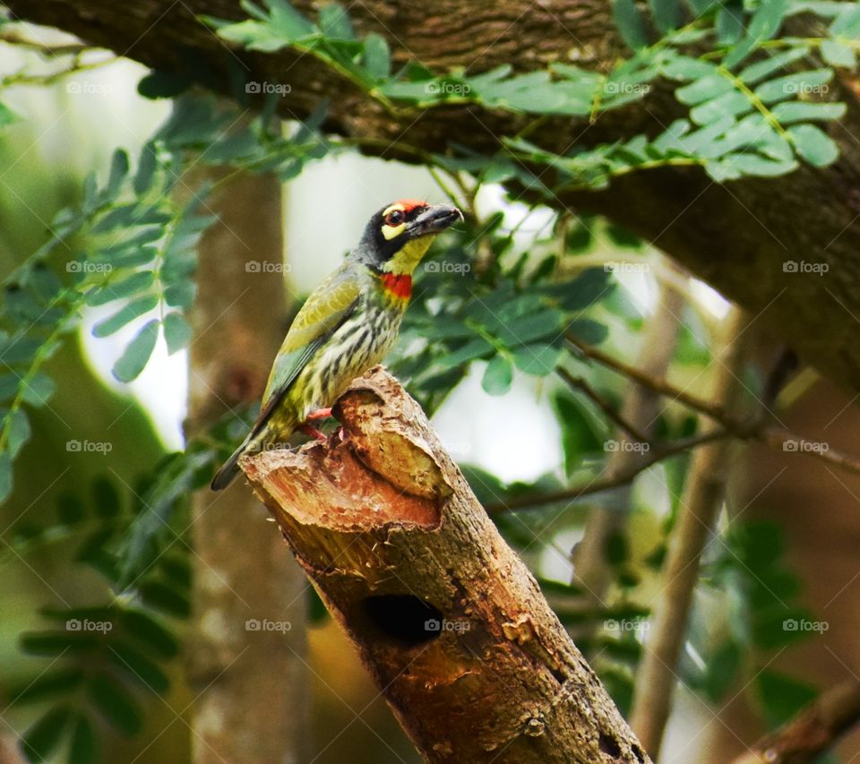 Barbet...bird