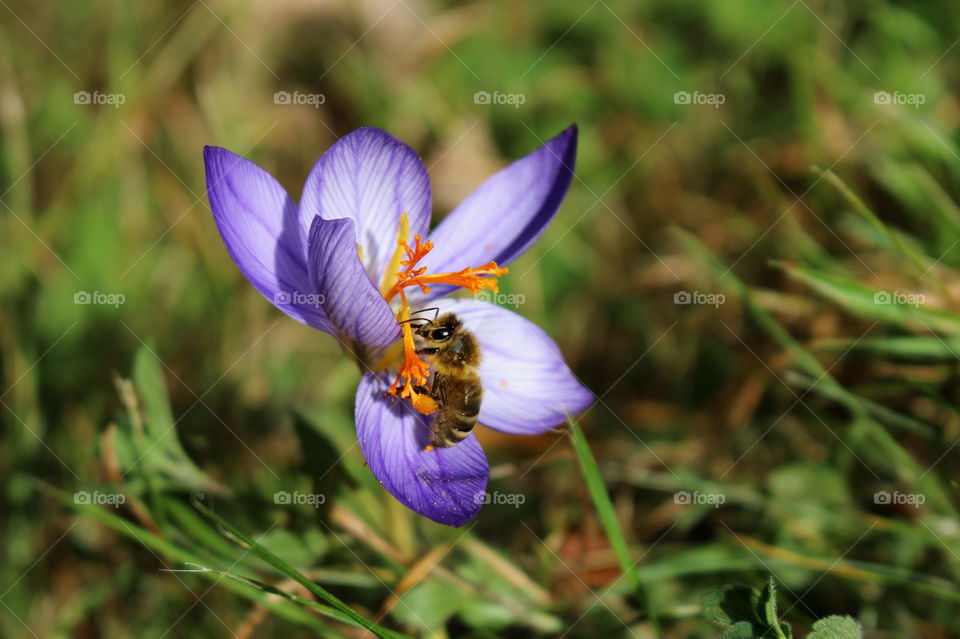 Bee pollinating on purple flower