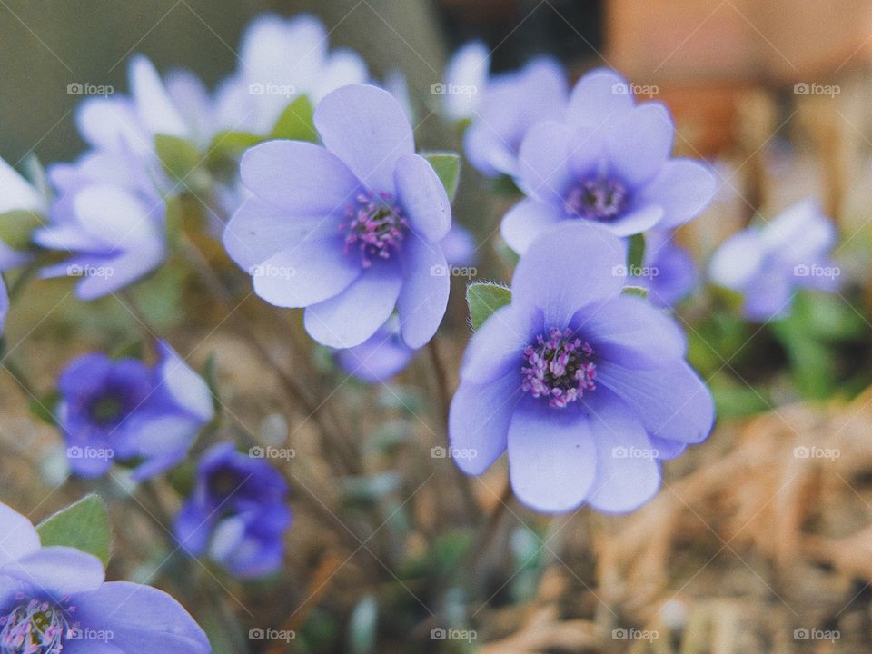 flower spring blossom 