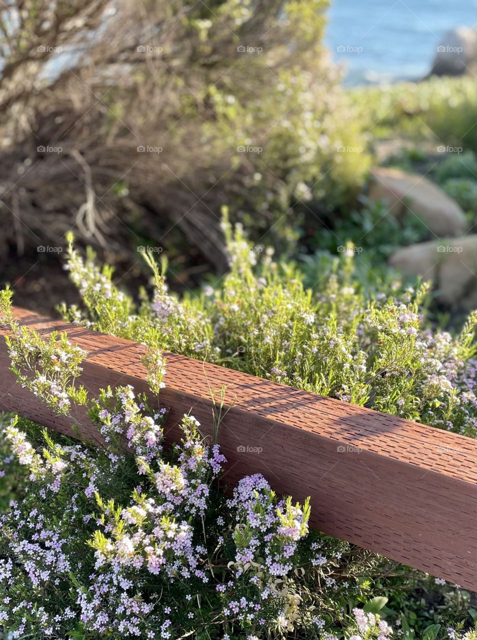 Pismo Flowers Close