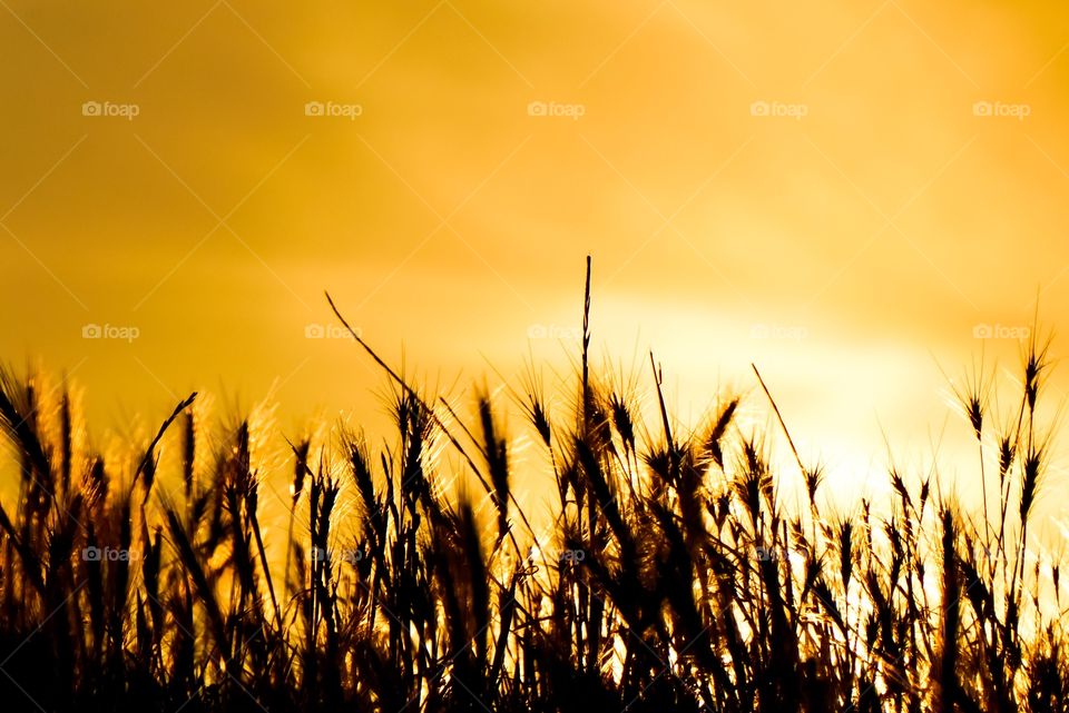 Grasses - Golden Hour - If theres a moment when it's perfect
It will cover me as the sun goes down