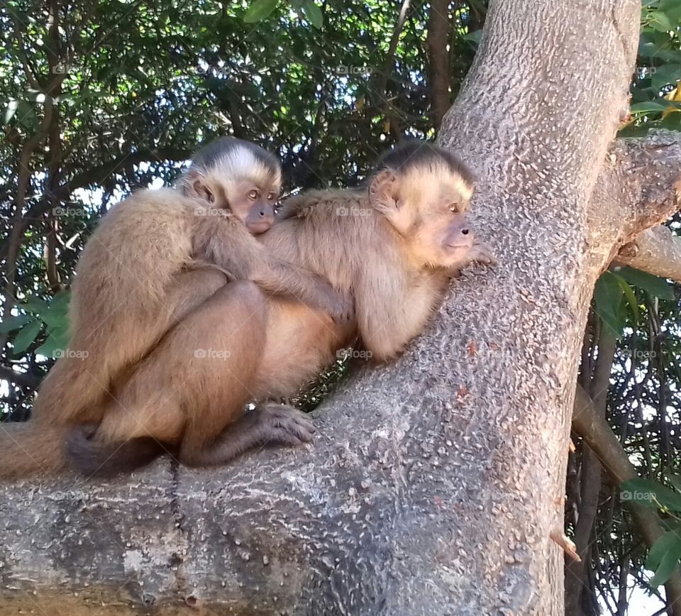 Macaquinhos 
