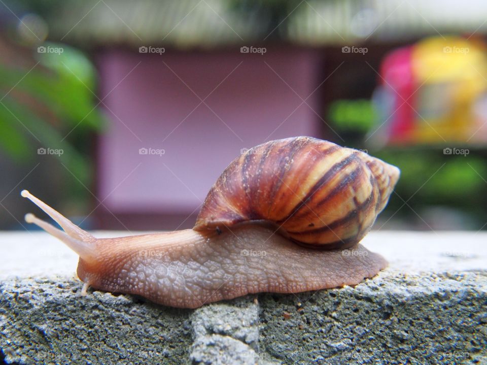 Close up of snail on cement