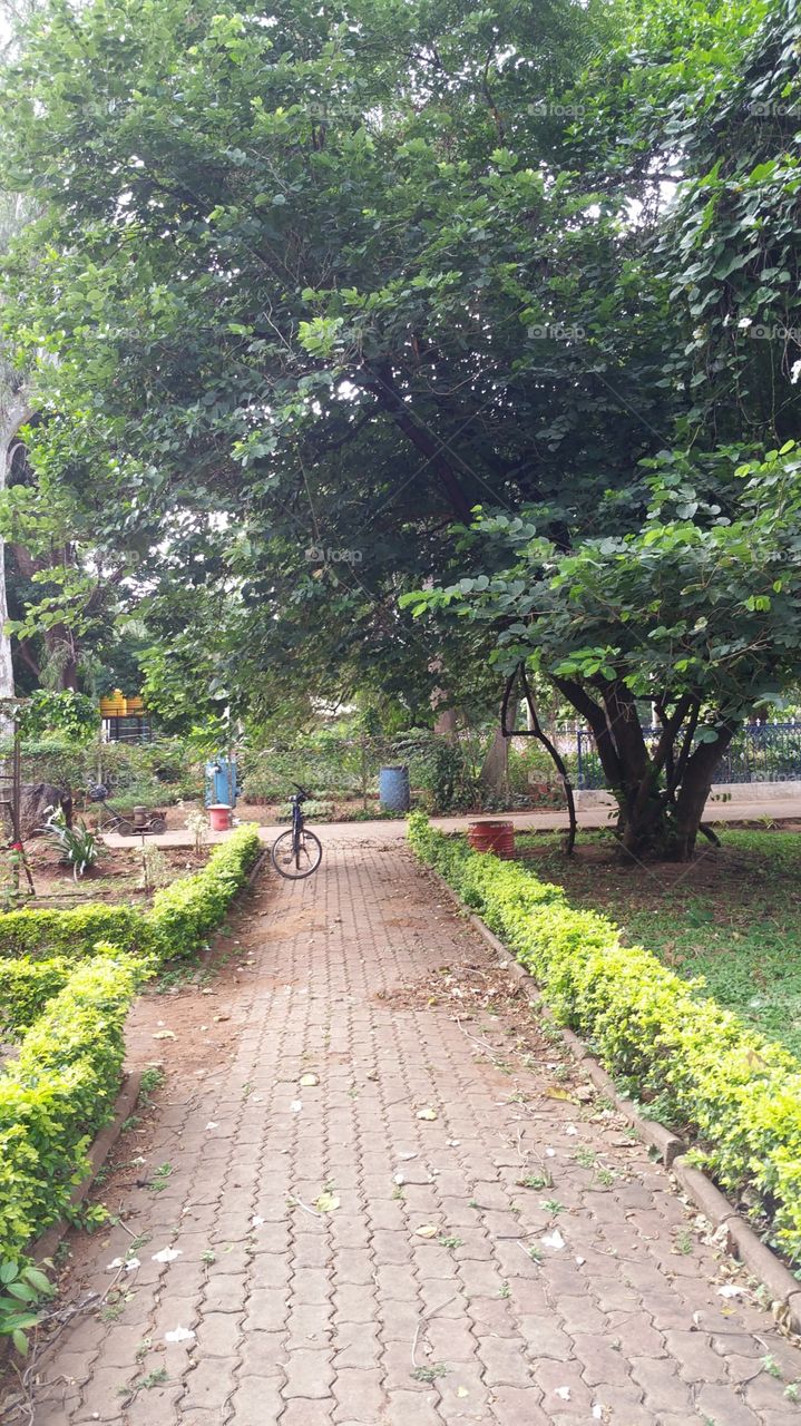pathway garden