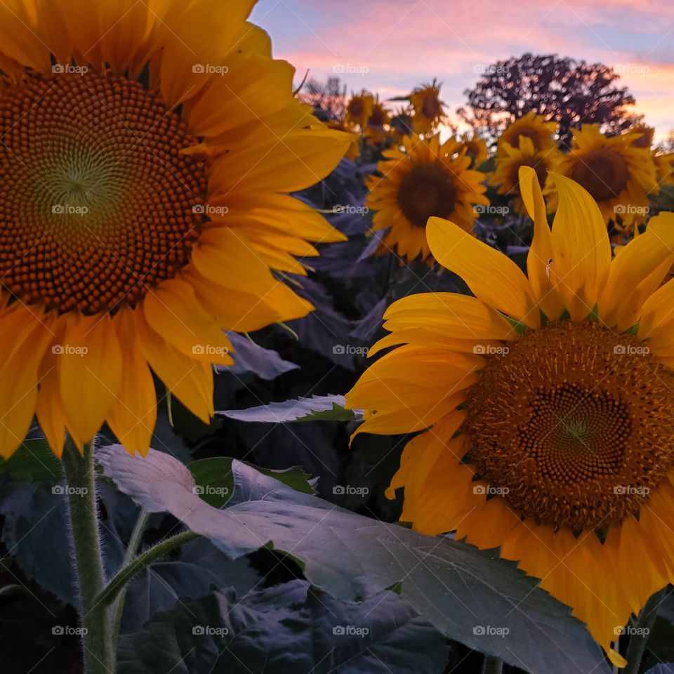 beautiful sunflower sunset