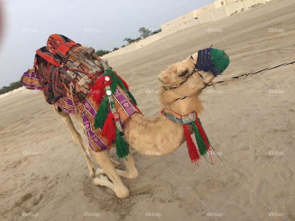 Camel ride