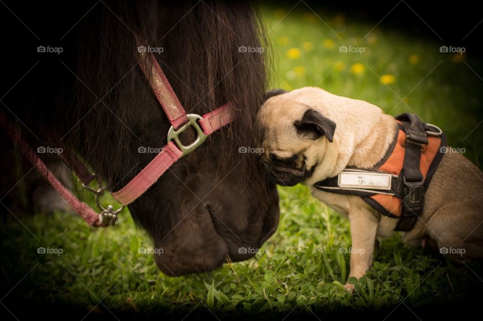 Close-up of cute dog and horse