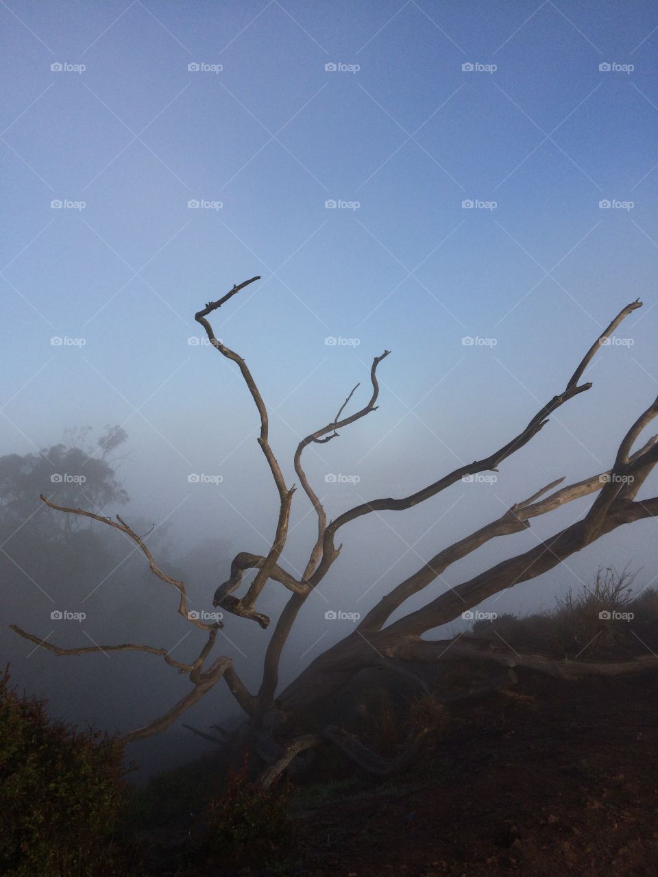 Crooked tree on a hill in the early morning fog. 