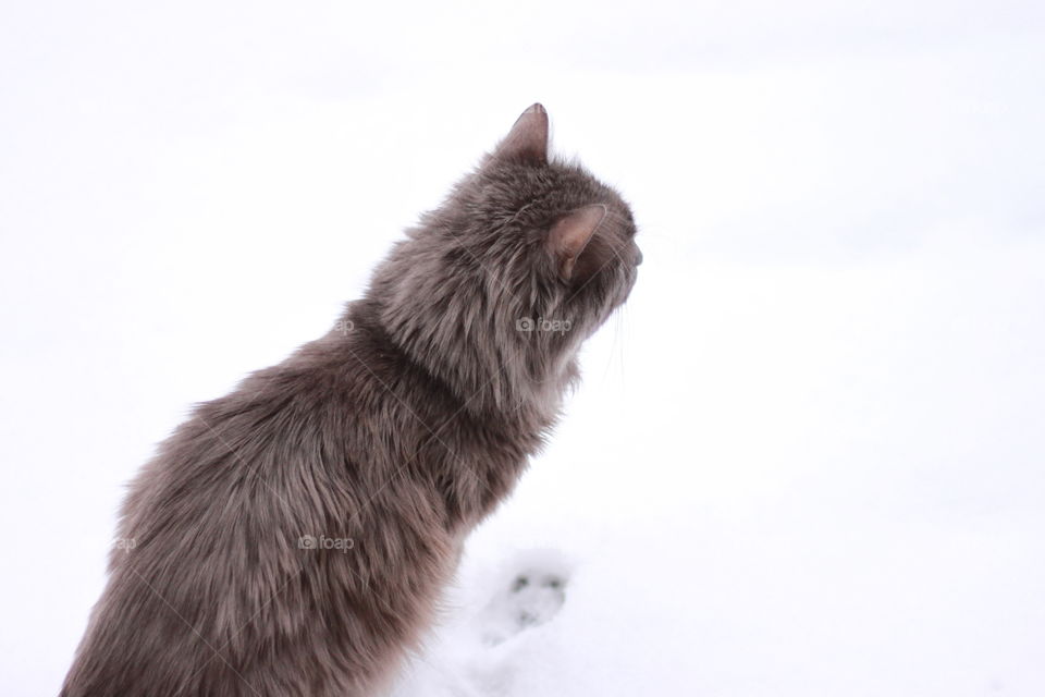 Nebelung cat on snow