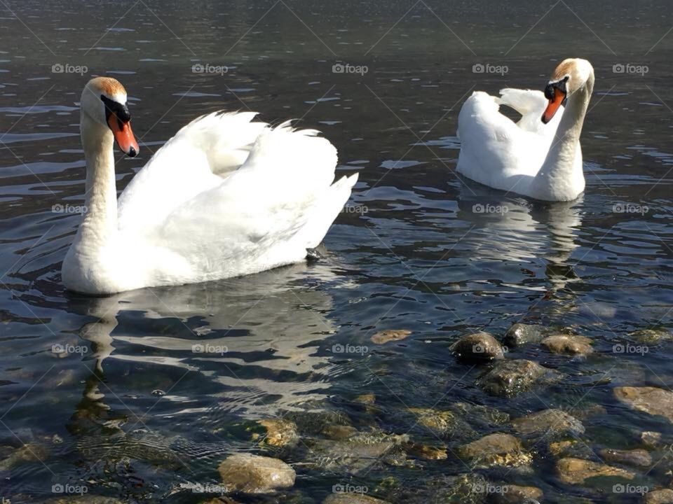 two swans 