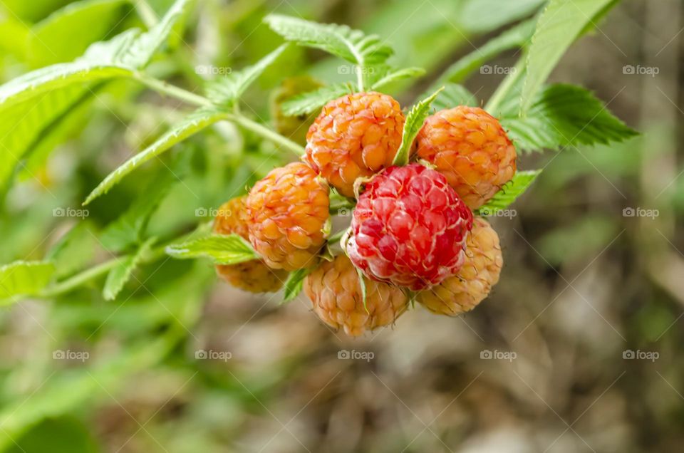 Unripe Black Raspberries On Tree