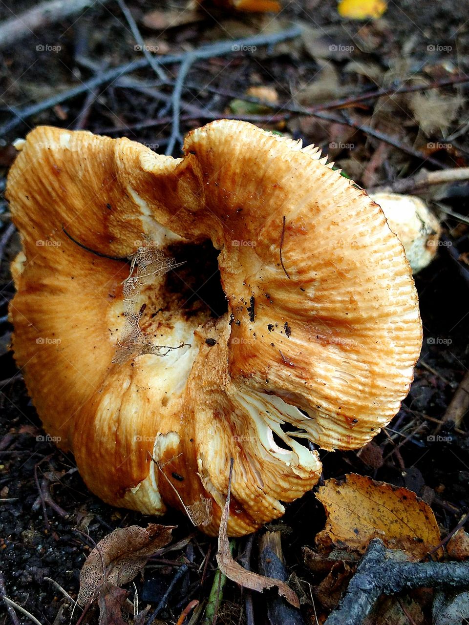 an old mushroom lies on the ground.  Forest.