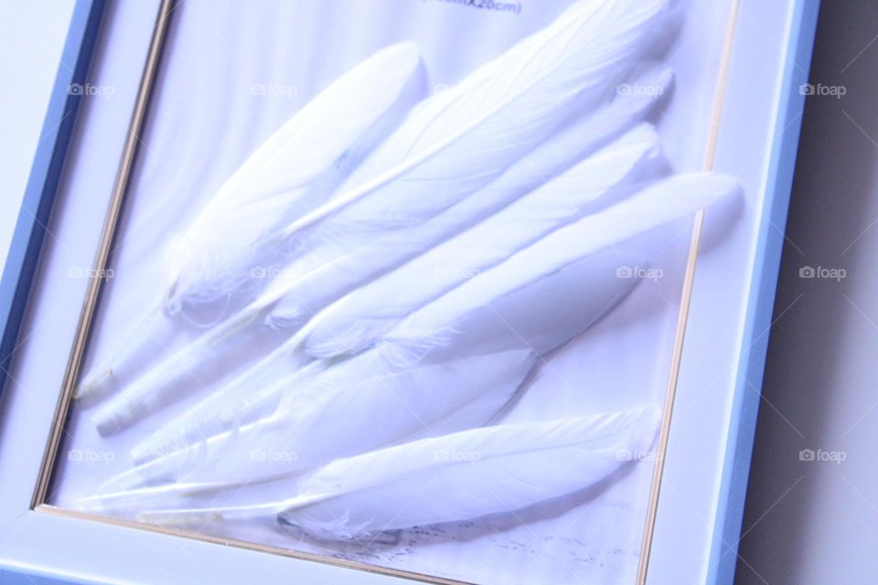 White feathers