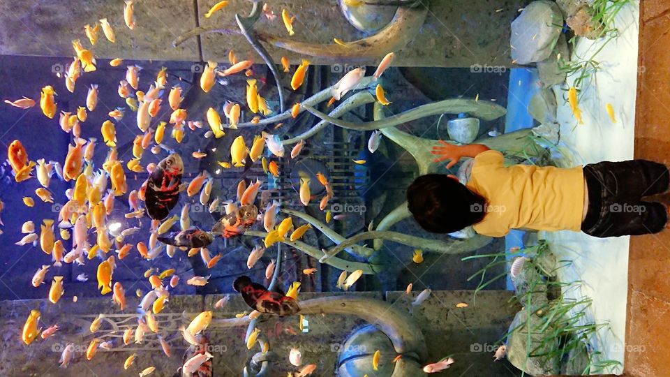 Dubai Atlantis the Palm Lost Chambers Aquarium