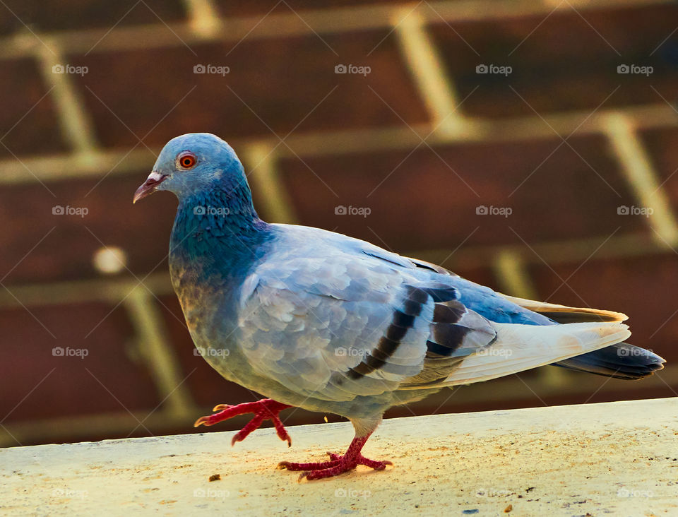 Bird photography  - Dove  - Feather