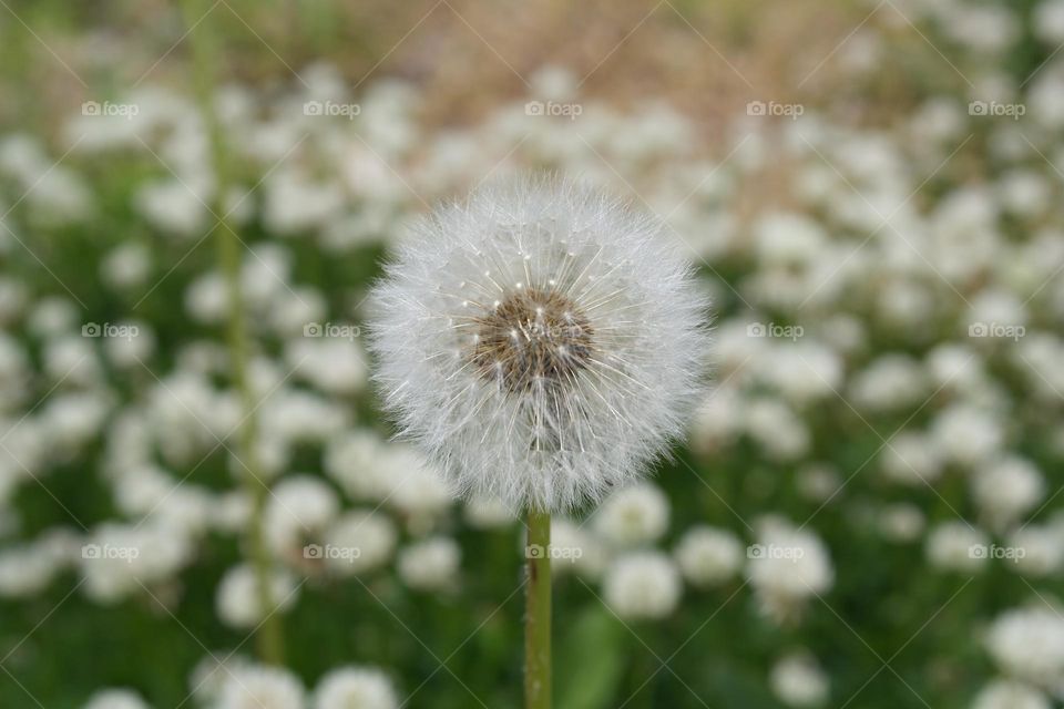 Dandelion 
