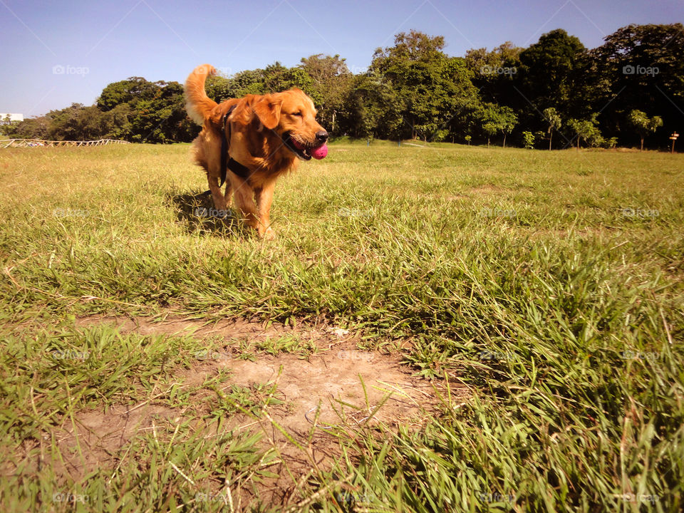 Golden retriever running on grass