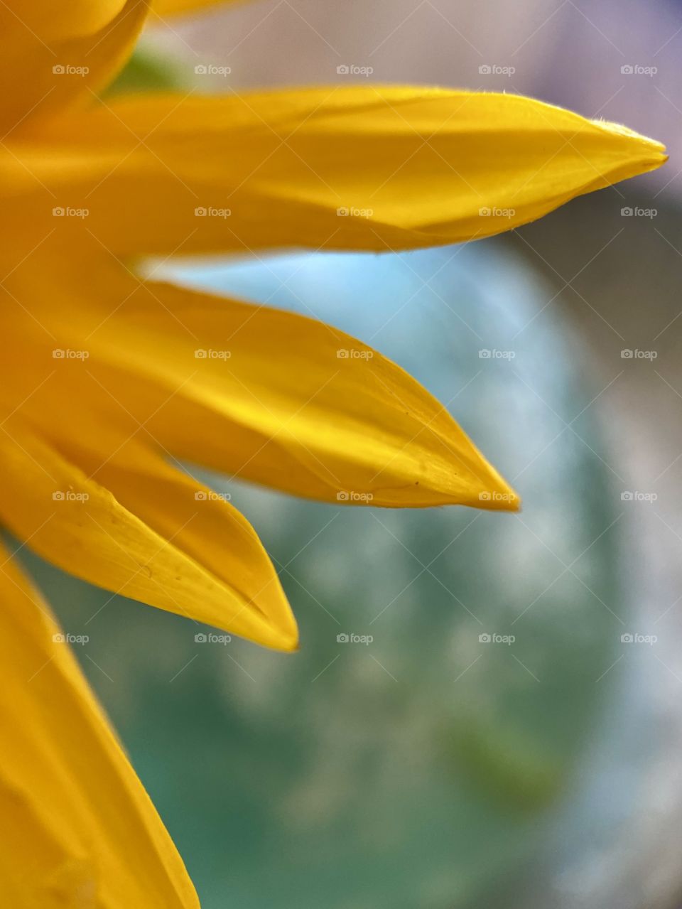 Cottage Art Sunflowers And Beach Glass Close shot of sunflower petals Wit blurred background of beac glass. 