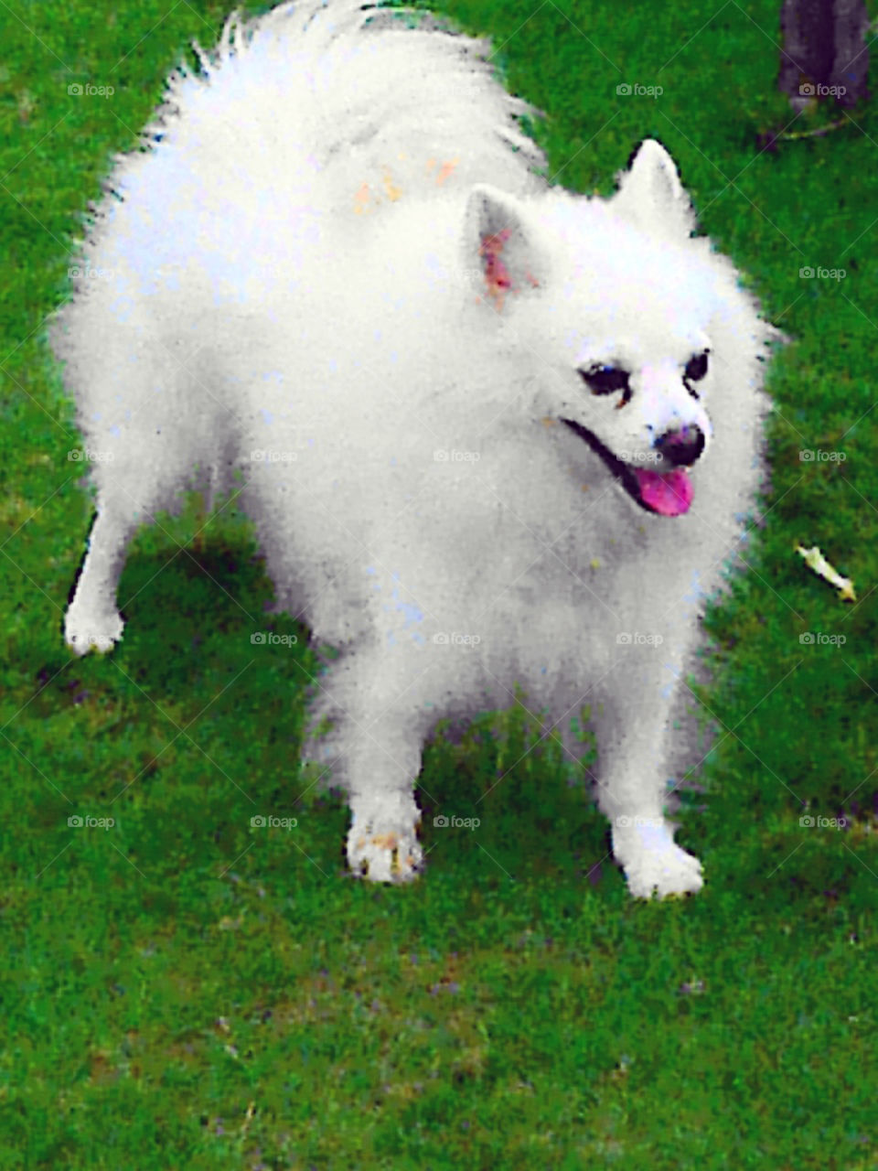 A dog standing on grass