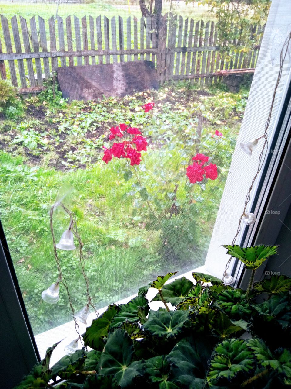 вид из окна.осень