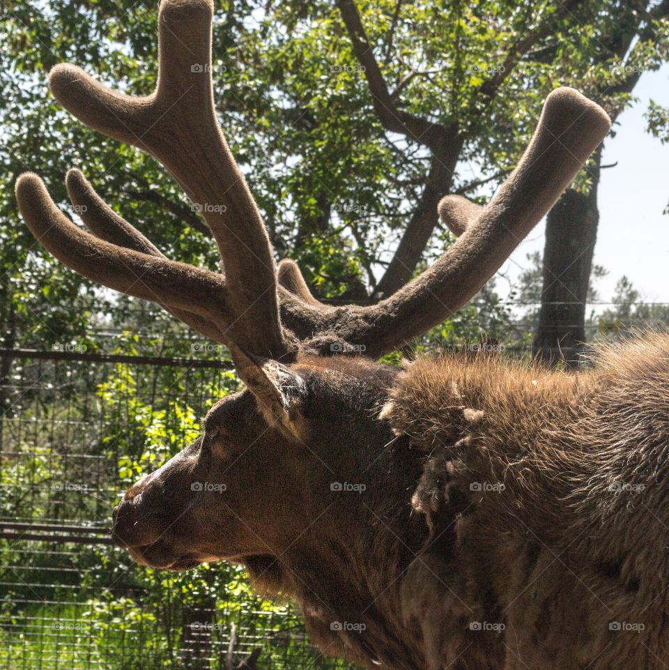 Canadian moose with large antlers