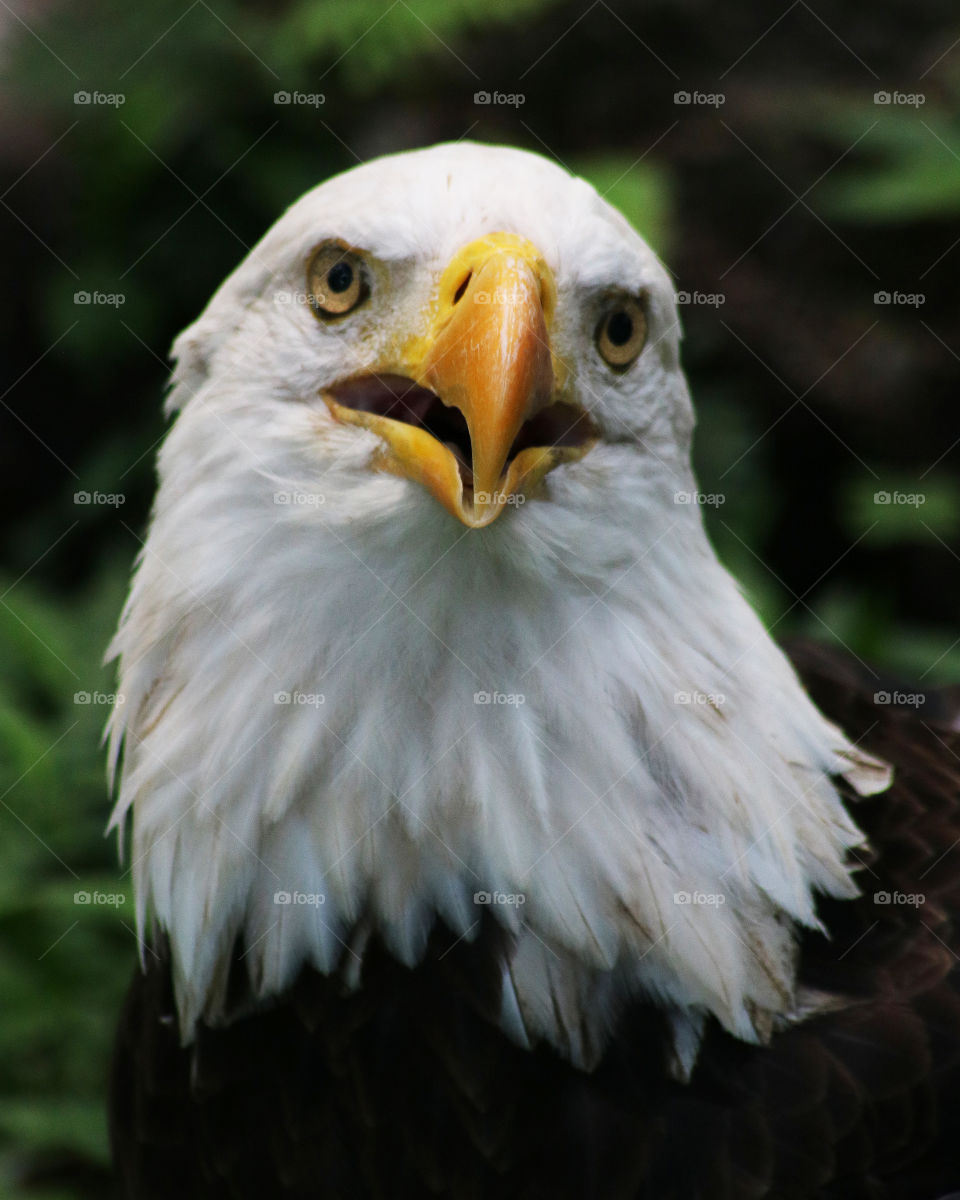 American Bald Eagle closeup