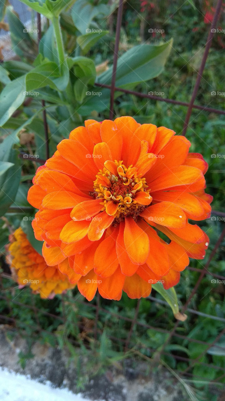 Beautiful flower (macro)