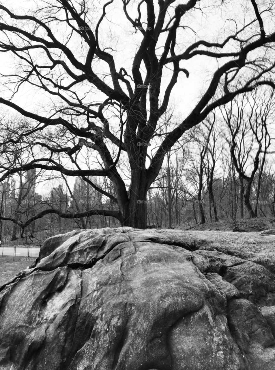 Tree and rock Central Park New York City