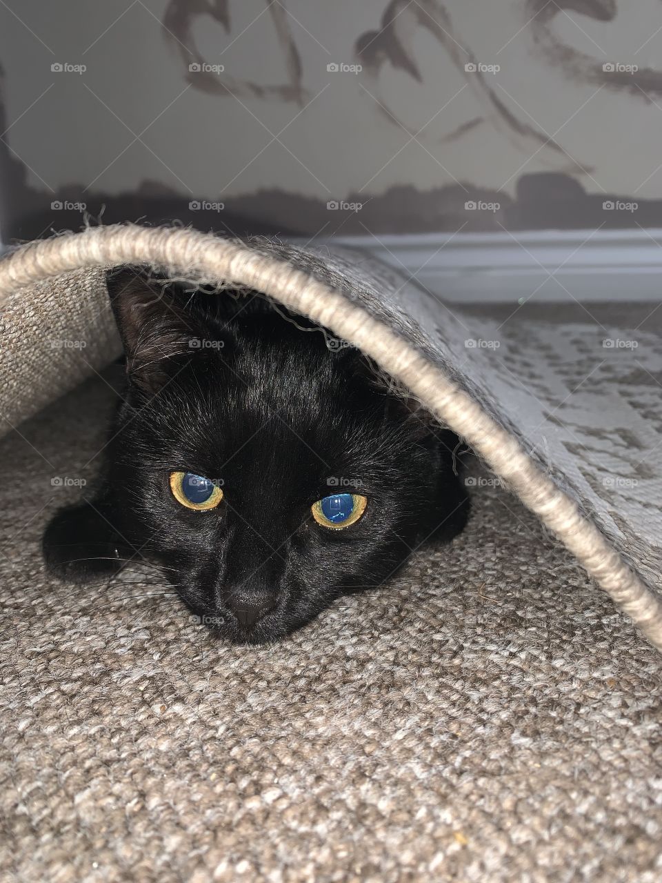 Sshhhhhh I’m hiding under the rug !