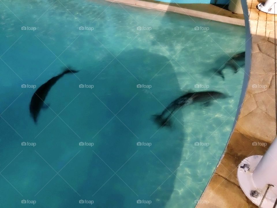 river creature atlantic child activity portrait beach fun coral natural family happy vacation dolphins playful island friendly animals fauna scuba landscape dolphin pod pool paradise travel snorkeling aqua view tourism flipper adventure undersea natu