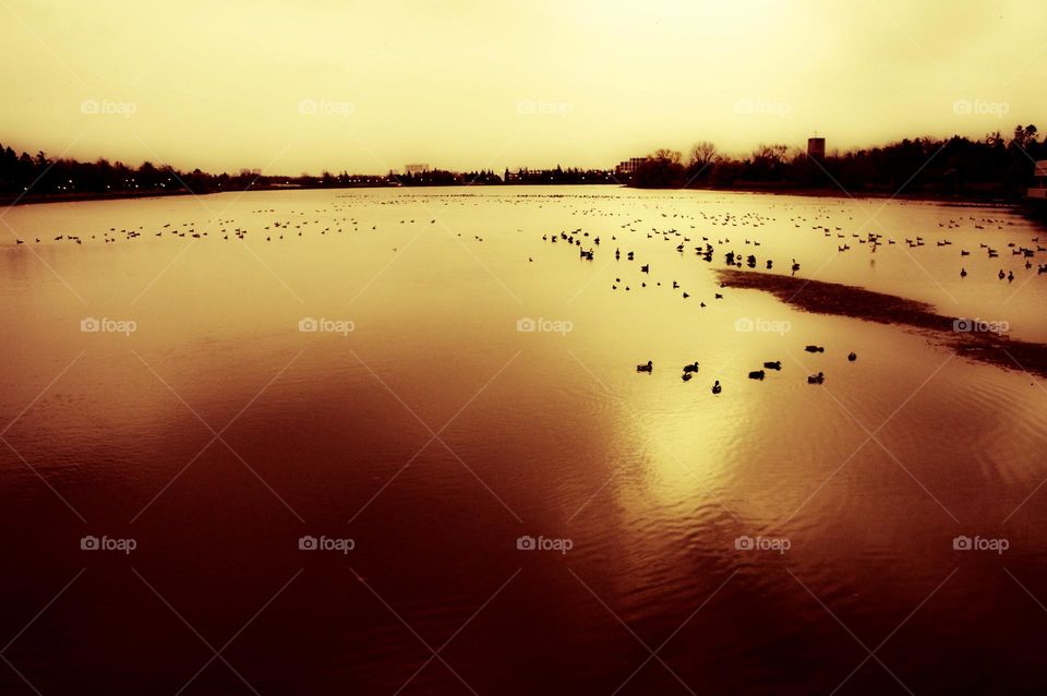 Dawn over Dow’s lake filled with waterfowl preparing for the long journey South.