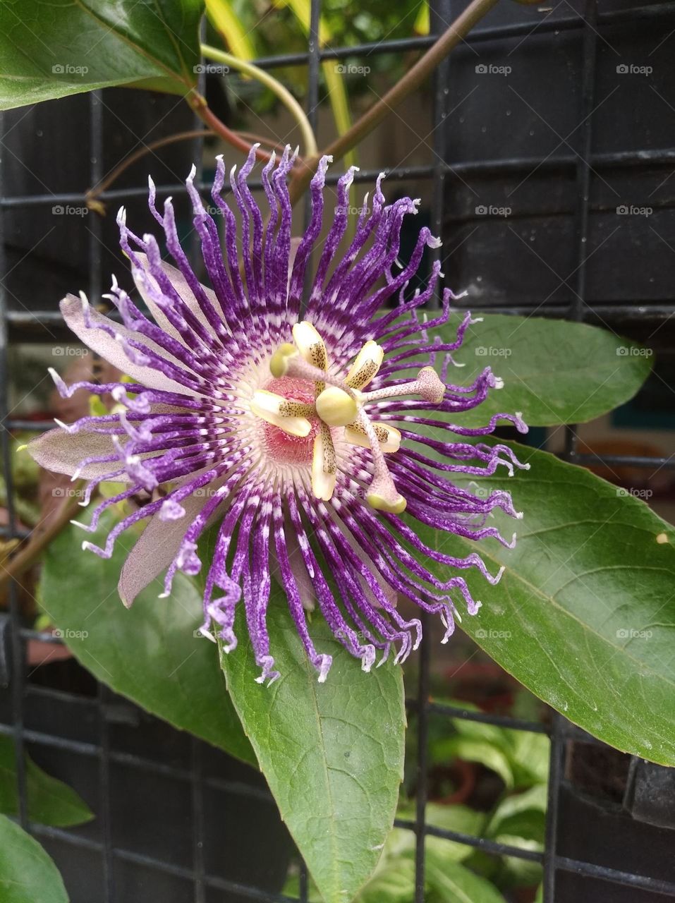 purple flower seasonal fresh shurb small size looks very beautiful generally found everywhere