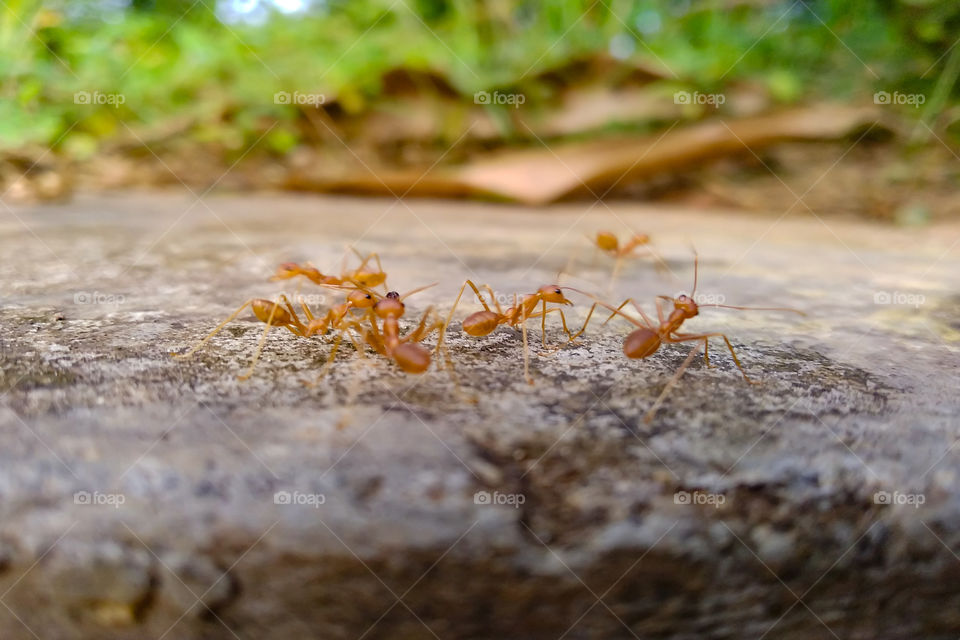 Ants