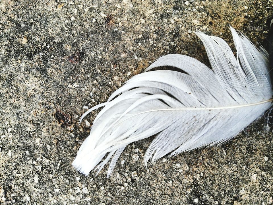 Feather