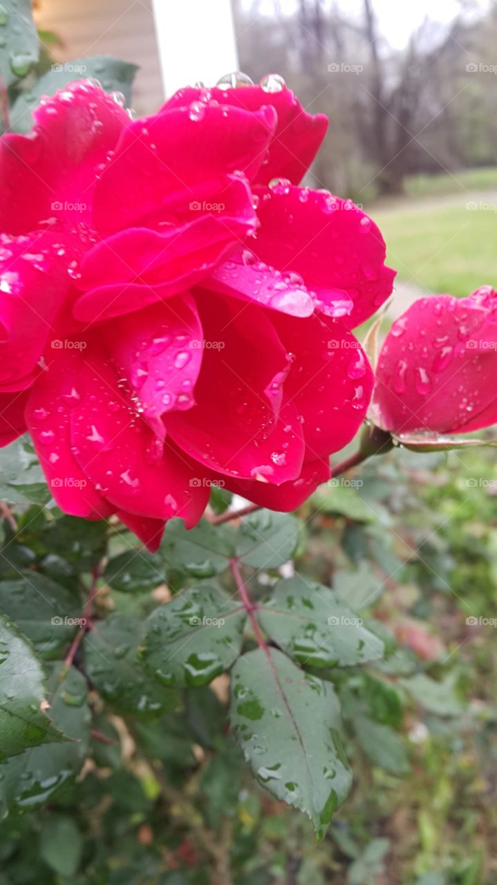 Roses And Rain Drops
