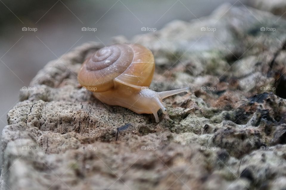Snail