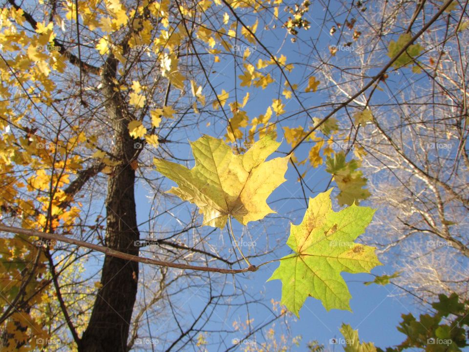 Yellow maple leaves