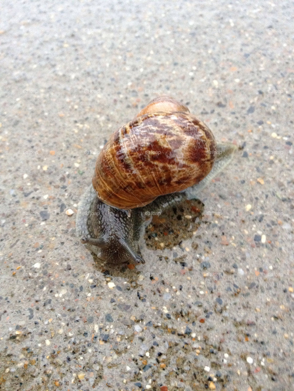 rain concrete snail shell by darrellperry