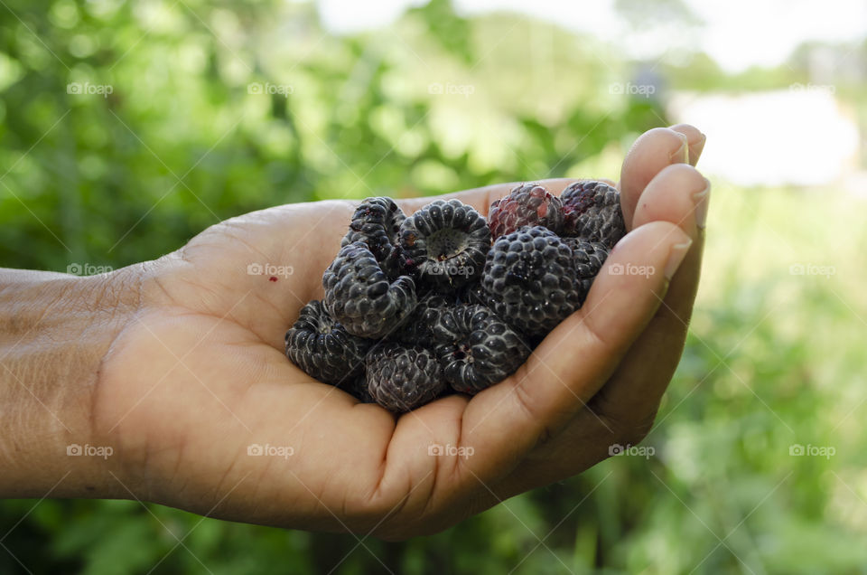 Handful Of Black Raspberries