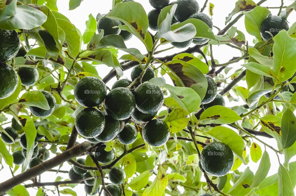 Avocados On Tree