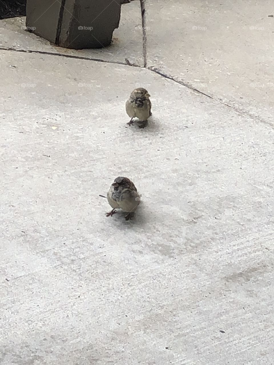 Finch birds 2 couple birds on sidewalk 