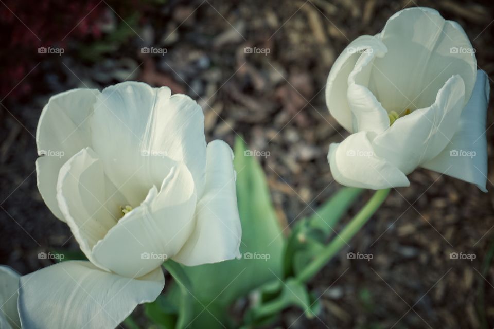 Close-up of white tulips